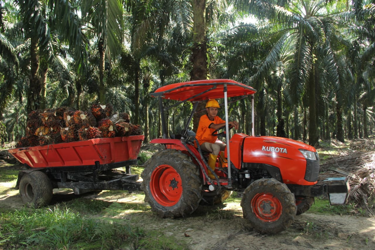 KEBUN SAWIT 1 (FOTO DIAMBIL SEBELUM PANDEMI)