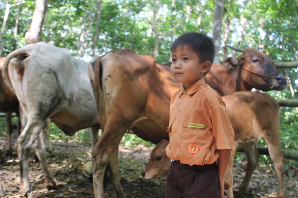 ANAK SAPI