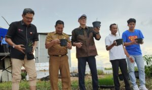 PADI APUNG 1