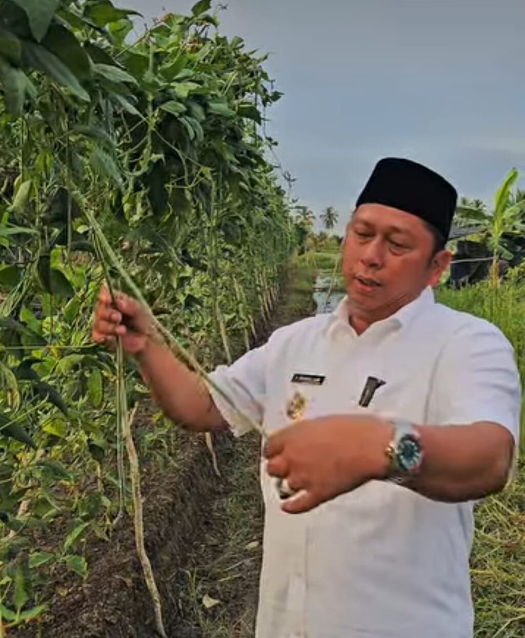 BUPATI KACANG UTAMA