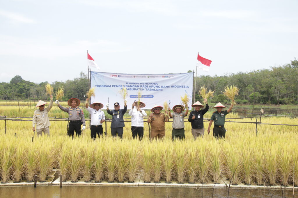 PADI APUNG TABALONG