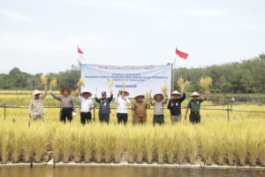PADI APUNG TABALONG