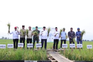 KALSEL SURPLUS PADI